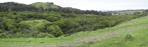 Click to see Forest Green from CRP trail